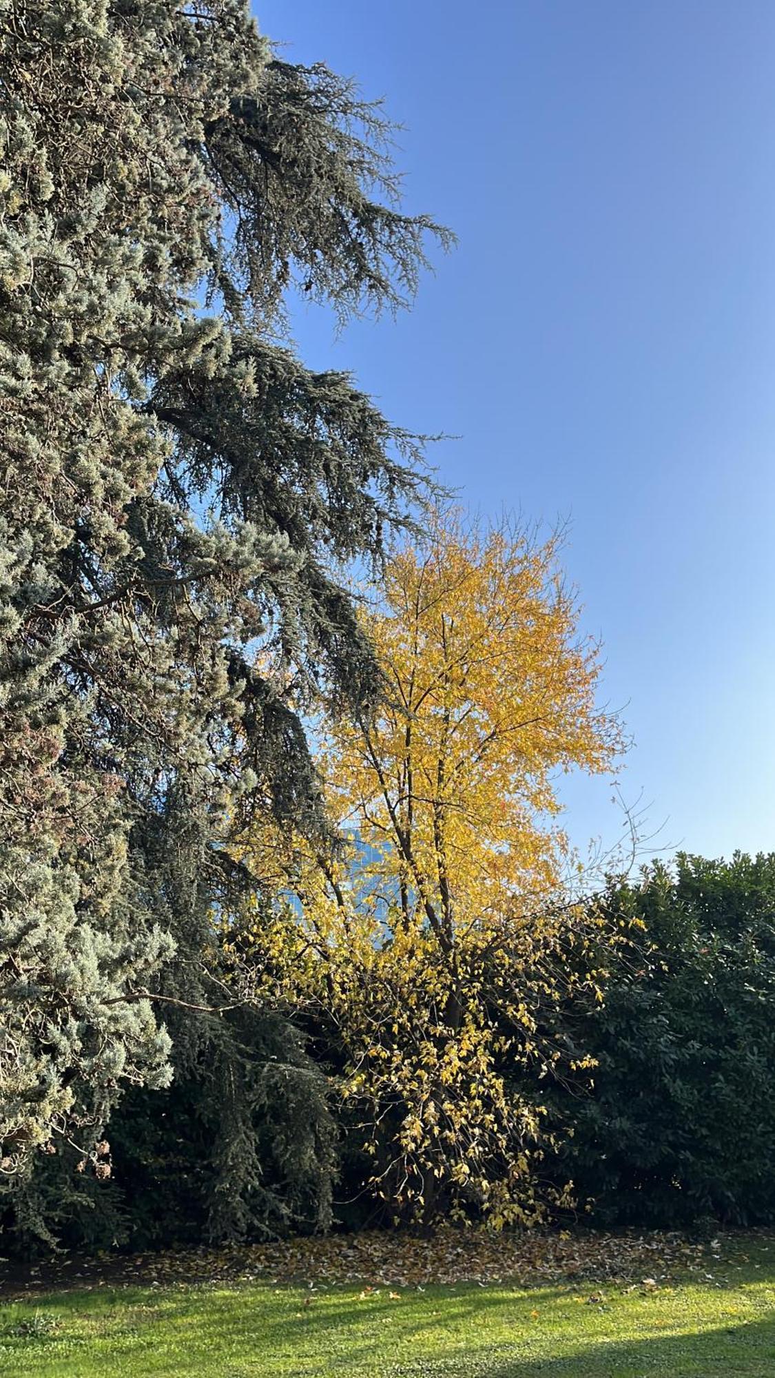 Acero Giallo Parma Esterno foto