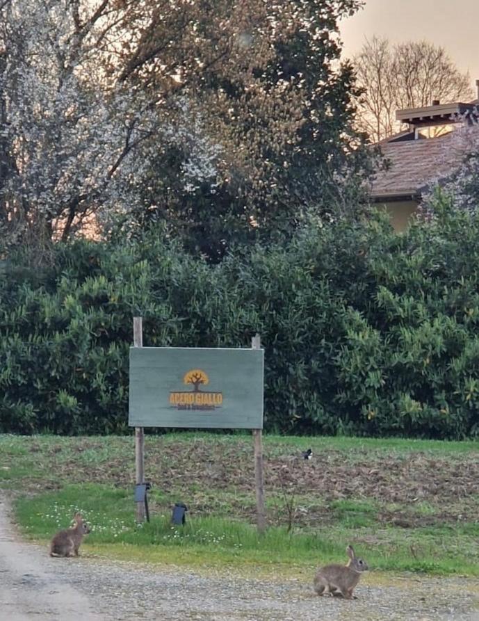 Acero Giallo Parma Esterno foto